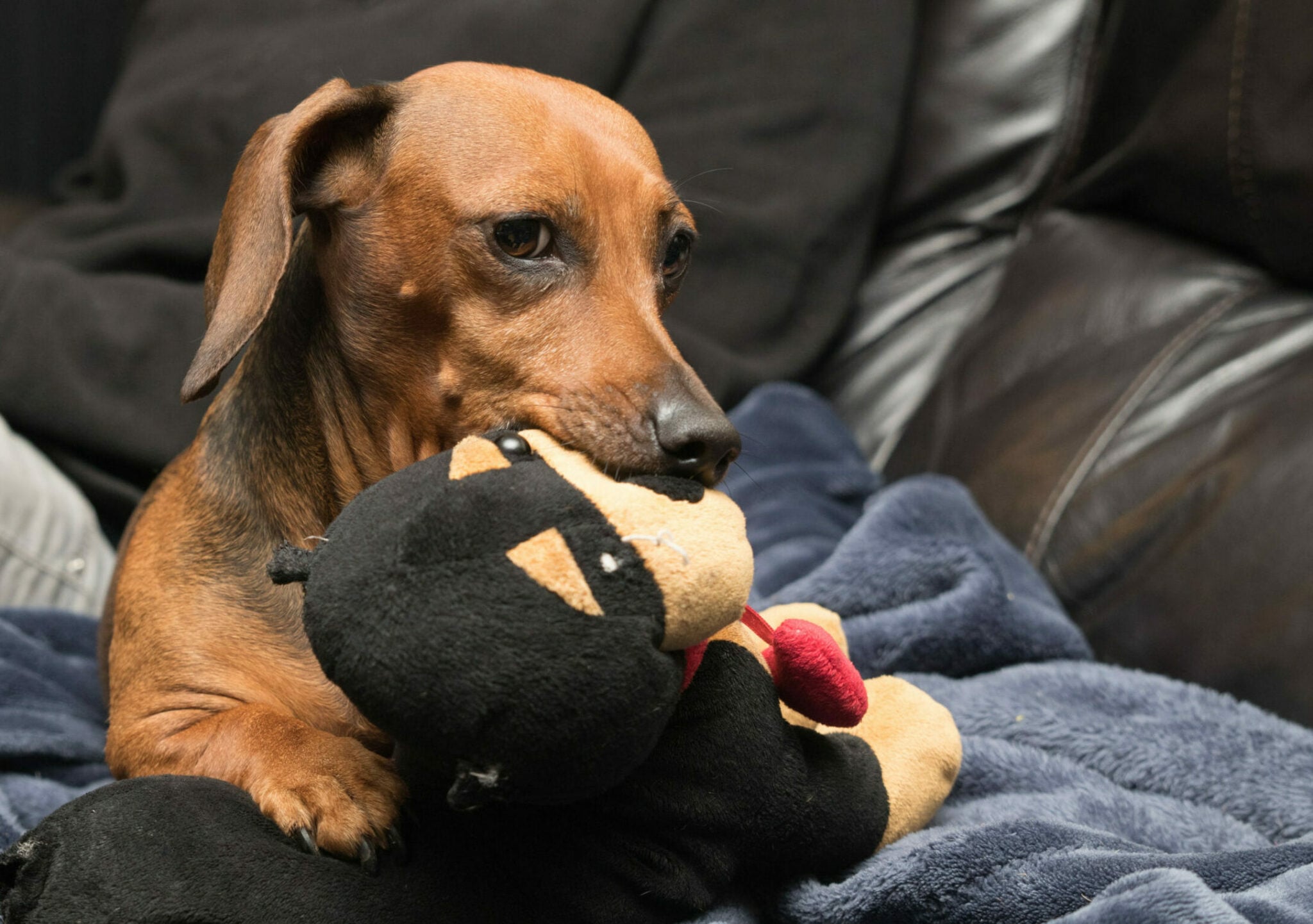 Ζηλεύουν οι σκύλοι; Τα σημάδια που δεν πρέπει να αγνοήσετε