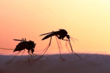 Πώς η κλιματική αλλαγή επηρεάζει τα κουνούπια και ευνοεί την εξάπλωσή τους σε νέες περιοχές