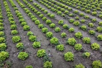 Κροατία: Χαμηλή η παραγωγή παρά τα ποιοτικά αγροτικά προϊόντα