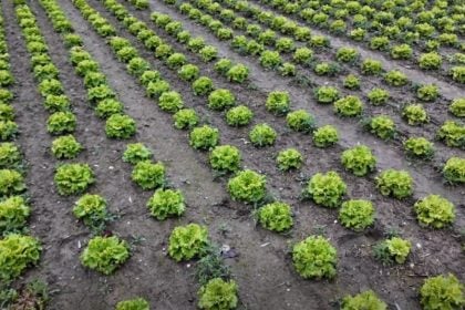 Κροατία: Χαμηλή η παραγωγή παρά τα ποιοτικά αγροτικά προϊόντα