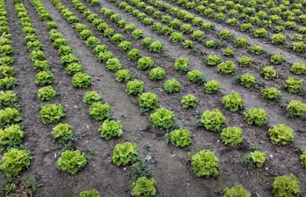 Κροατία: Χαμηλή η παραγωγή παρά τα ποιοτικά αγροτικά προϊόντα