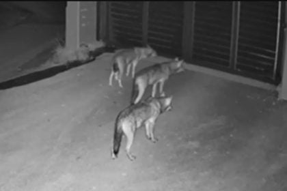 Θεσσαλονίκη: Λύκοι έφτασαν μέχρι την πόρτα σπιτιού στο Πανόραμα