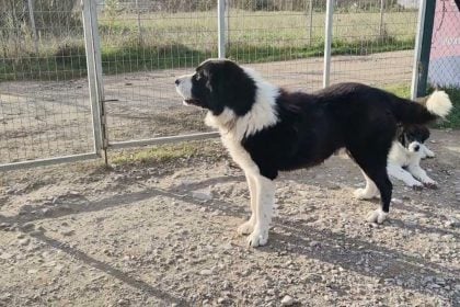 Πέθανε το αφεντικό του και ο σκύλος δεν άφηνε κανέναν να μπει στο σπίτι