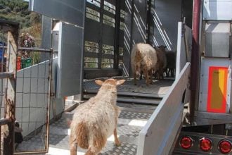  Διαδικτυακό σεμινάριο για την απόκτηση επαγγελματικής ικανότητας μεταφορέα ζώντων ζώων