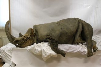 Ανακαλύφθηκε το γονιδίωμα μαλλιαρού ρινόκερου μέσα στο γεύμα ενός λύκου της Εποχής των Παγετώνων