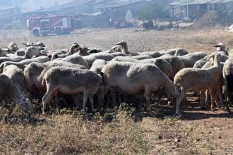 Ευλογιά αιγοπροβάτων: Πάνω από 472.000 θανατώσεις - Νέα κρούσματα σε Αχαΐα, Ηλεία, Αιτωλοακαρνανία