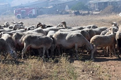 Ευλογιά αιγοπροβάτων: Πάνω από 472.000 θανατώσεις - Νέα κρούσματα σε Αχαΐα, Ηλεία, Αιτωλοακαρνανία