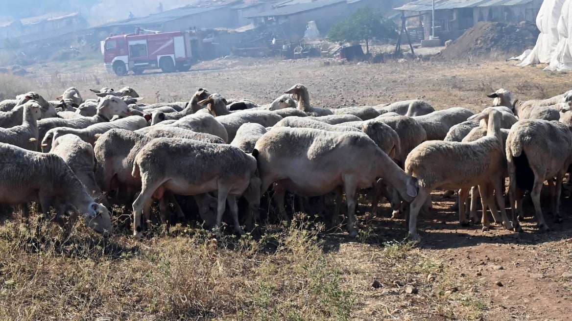 Ευλογιά αιγοπροβάτων: Πάνω από 472.000 θανατώσεις - Νέα κρούσματα σε Αχαΐα, Ηλεία, Αιτωλοακαρνανία