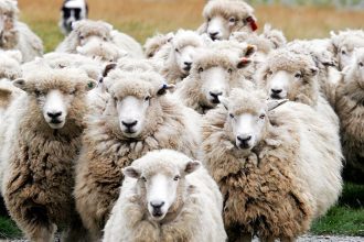 Συνεχίζει να ...θερίζει κοπάδια η ευλογιά - Πόσα κρούσματα είχαμε στη Δυτ. Ελλάδα τον τελευταίο μήνα