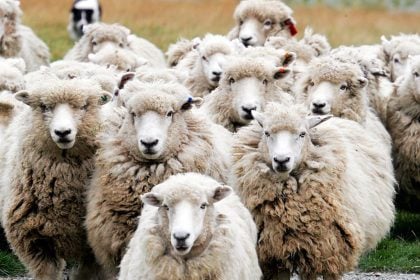 Συνεχίζει να ...θερίζει κοπάδια η ευλογιά - Πόσα κρούσματα είχαμε στη Δυτ. Ελλάδα τον τελευταίο μήνα