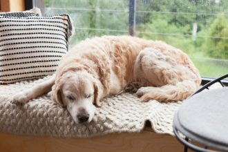 Νιώθει ο σκύλος σας μελαγχολία τον χειμώνα; Όσα πρέπει να γνωρίζετε για την εποχική κατάθλιψη