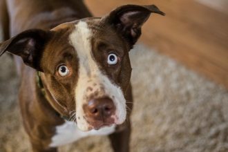 6 τρόποι με τους οποίους ο σκύλος μας «ζητάει βοήθεια» όταν δεν είναι καλά