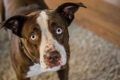 6 τρόποι με τους οποίους ο σκύλος μας «ζητάει βοήθεια» όταν δεν είναι καλά