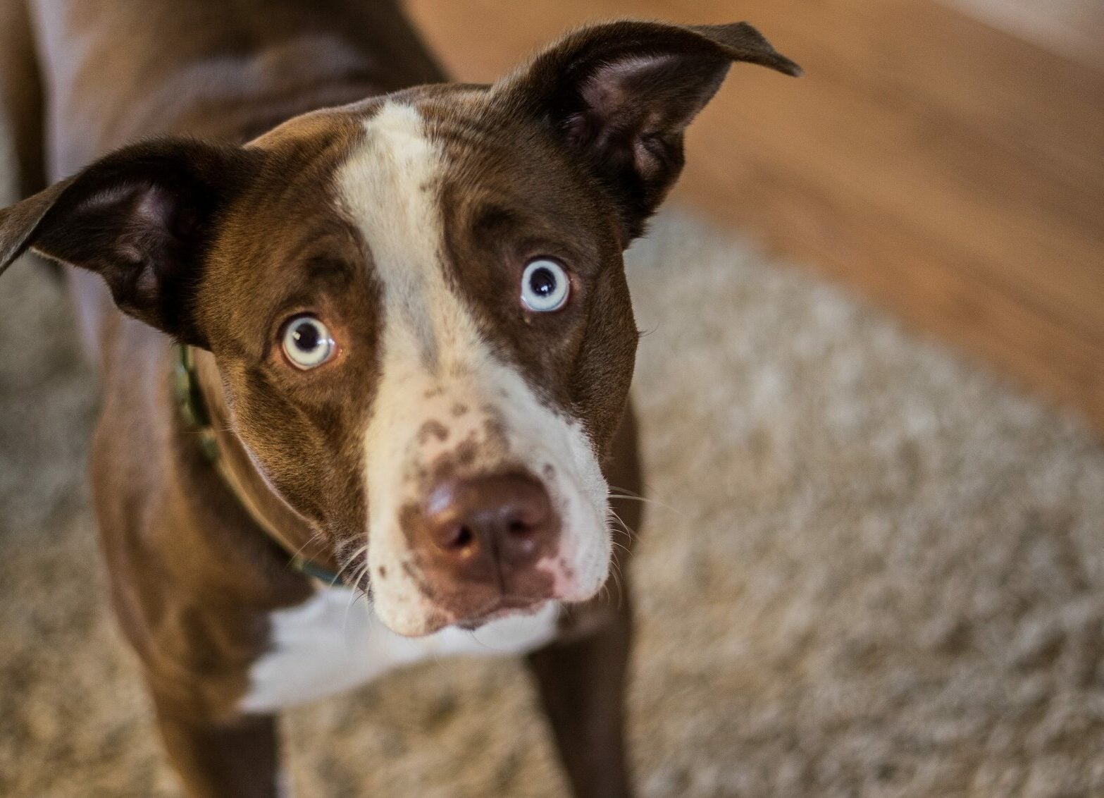 6 τρόποι με τους οποίους ο σκύλος μας «ζητάει βοήθεια» όταν δεν είναι καλά