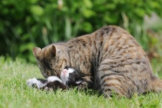 Οι άγνωστοι λόγοι που η μητέρα γάτα δαγκώνει τα γατάκια της