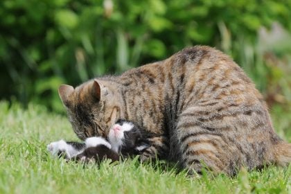 Οι άγνωστοι λόγοι που η μητέρα γάτα δαγκώνει τα γατάκια της