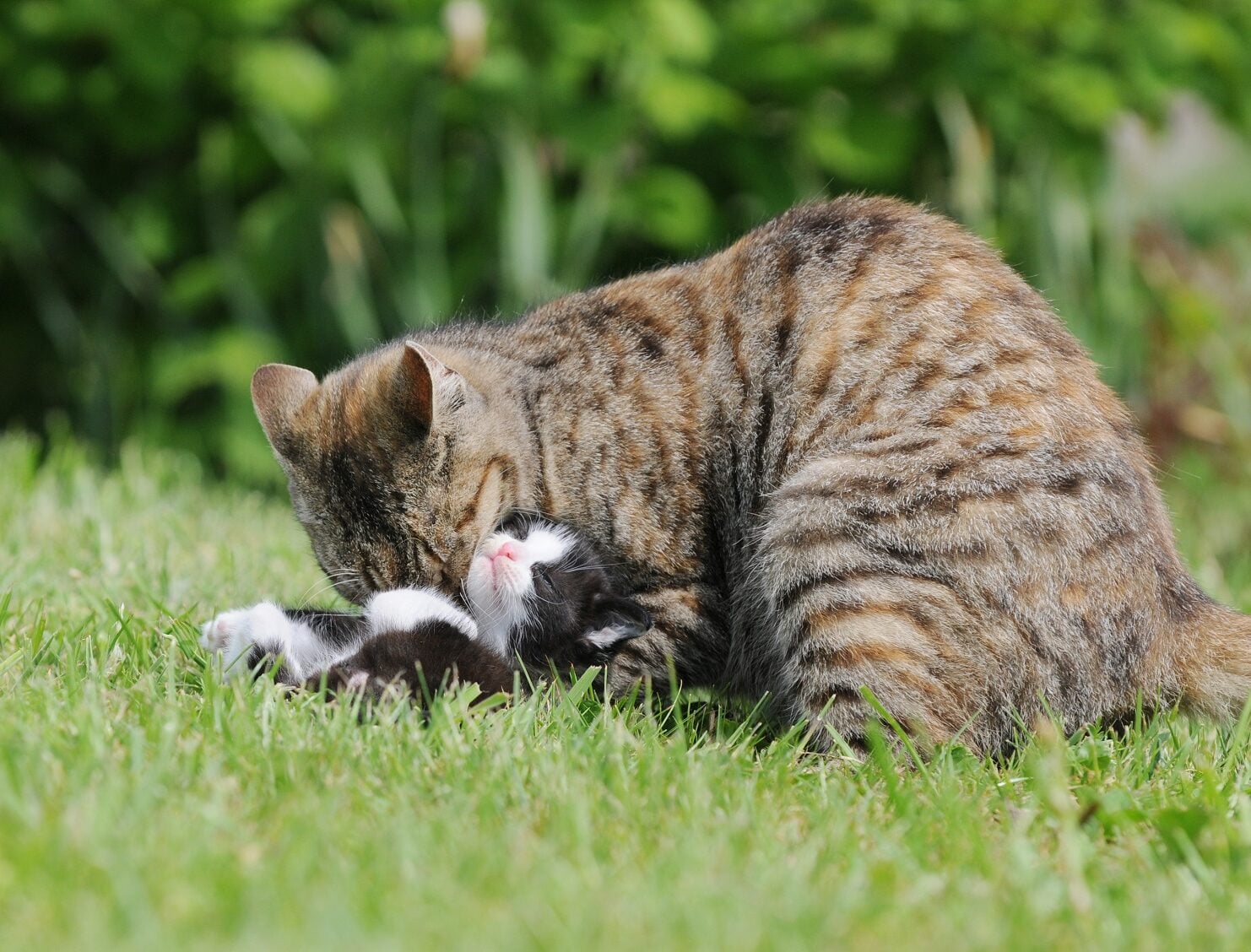 Οι άγνωστοι λόγοι που η μητέρα γάτα δαγκώνει τα γατάκια της