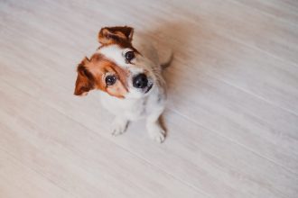 Η μνήμη των σκύλων - Θυμούνται πρόσωπα, μέρη, συναισθήματα;