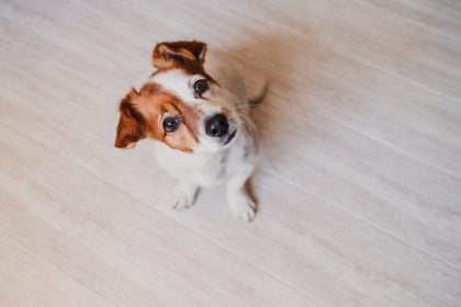 Η μνήμη των σκύλων – Θυμούνται πρόσωπα, μέρη, συναισθήματα;