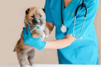 Πώς να επιλέξετε έναν κτηνίατρο- Τα 7 βασικά κριτήρια που πρέπει να έχετε στο μυαλό σας