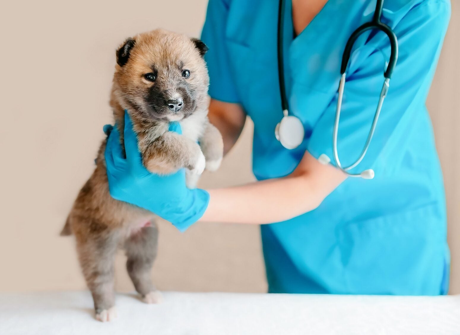 Πώς να επιλέξετε έναν κτηνίατρο- Τα 7 βασικά κριτήρια που πρέπει να έχετε στο μυαλό σας