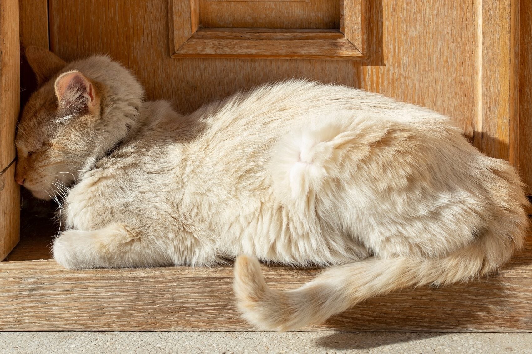 Η παράξενη συμπεριφορά του ζώου σας που μπορεί να είναι κάτι πολύ σοβαρό