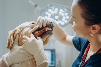 Έχει ο σκύλος σας κίτρινα δόντια; Τα φάρμακα και οι τροφές που μπορεί να είναι η αιτία