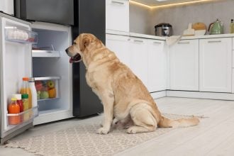 Η λιχουδιά που ξετρελαίνει τους σκύλους- Υγιεινή και απολαυστική