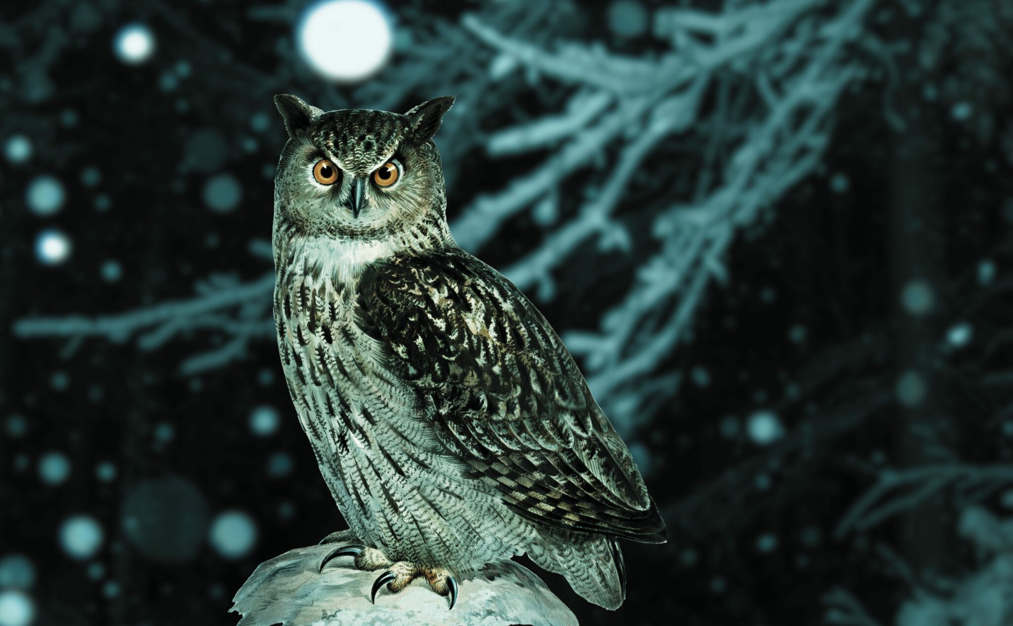 7 νυχτόβια πουλιά που ζουν στην Ελλάδα