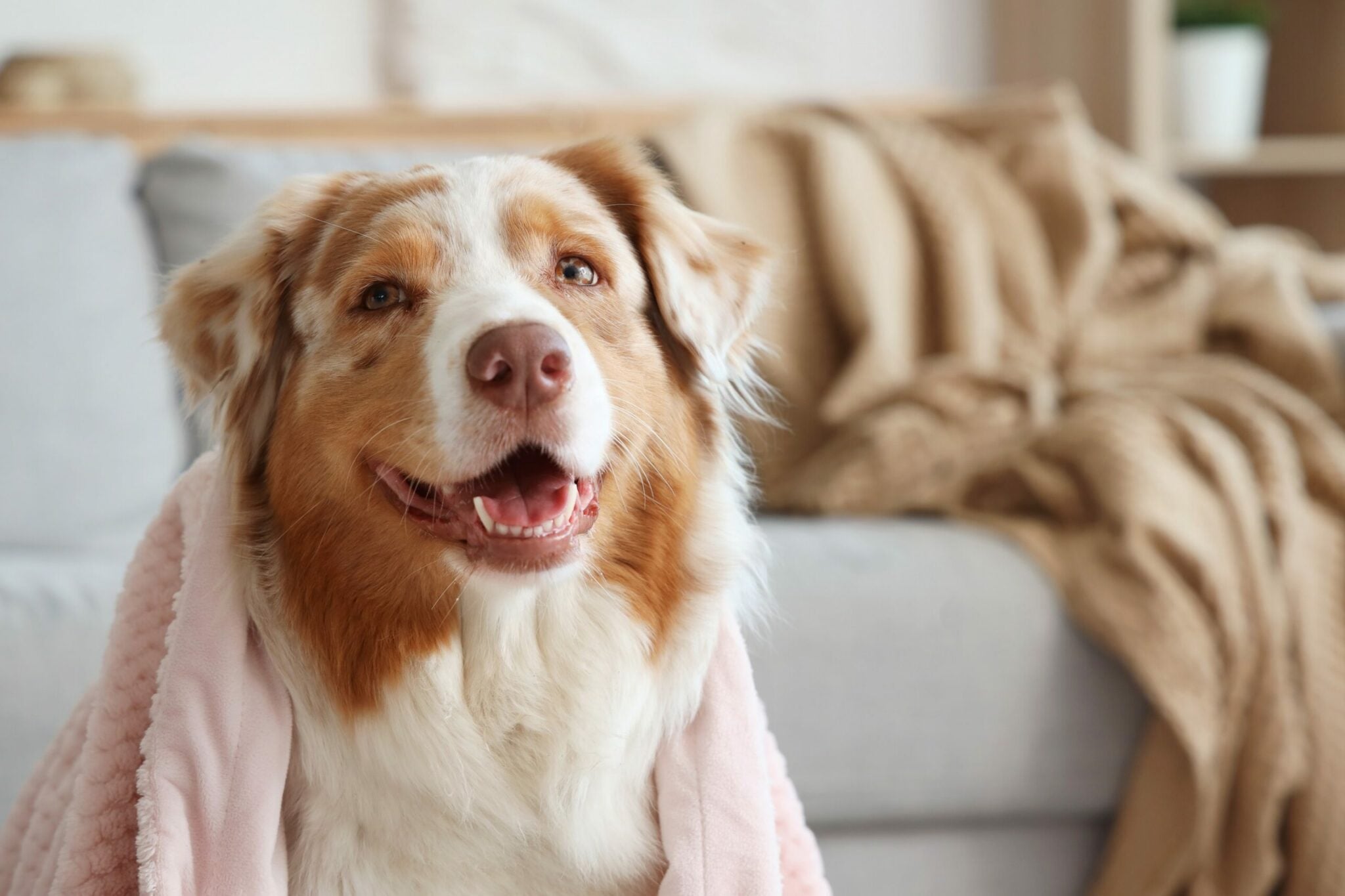 Αυτά κάνει ο σκύλος σας όταν είναι ευτυχισμένος