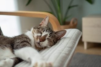 Γιατί οι περισσότερες γάτες κοιμούνται στην αριστερή τους πλευρά; Οι απαντήσεις που δεν φανταζόμαστε