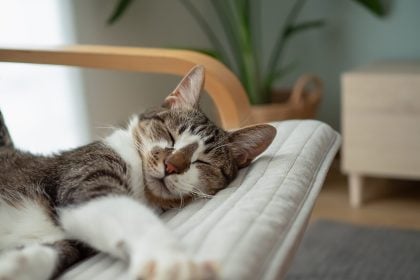 Γιατί οι περισσότερες γάτες κοιμούνται στην αριστερή τους πλευρά; Οι απαντήσεις που δεν φανταζόμαστε