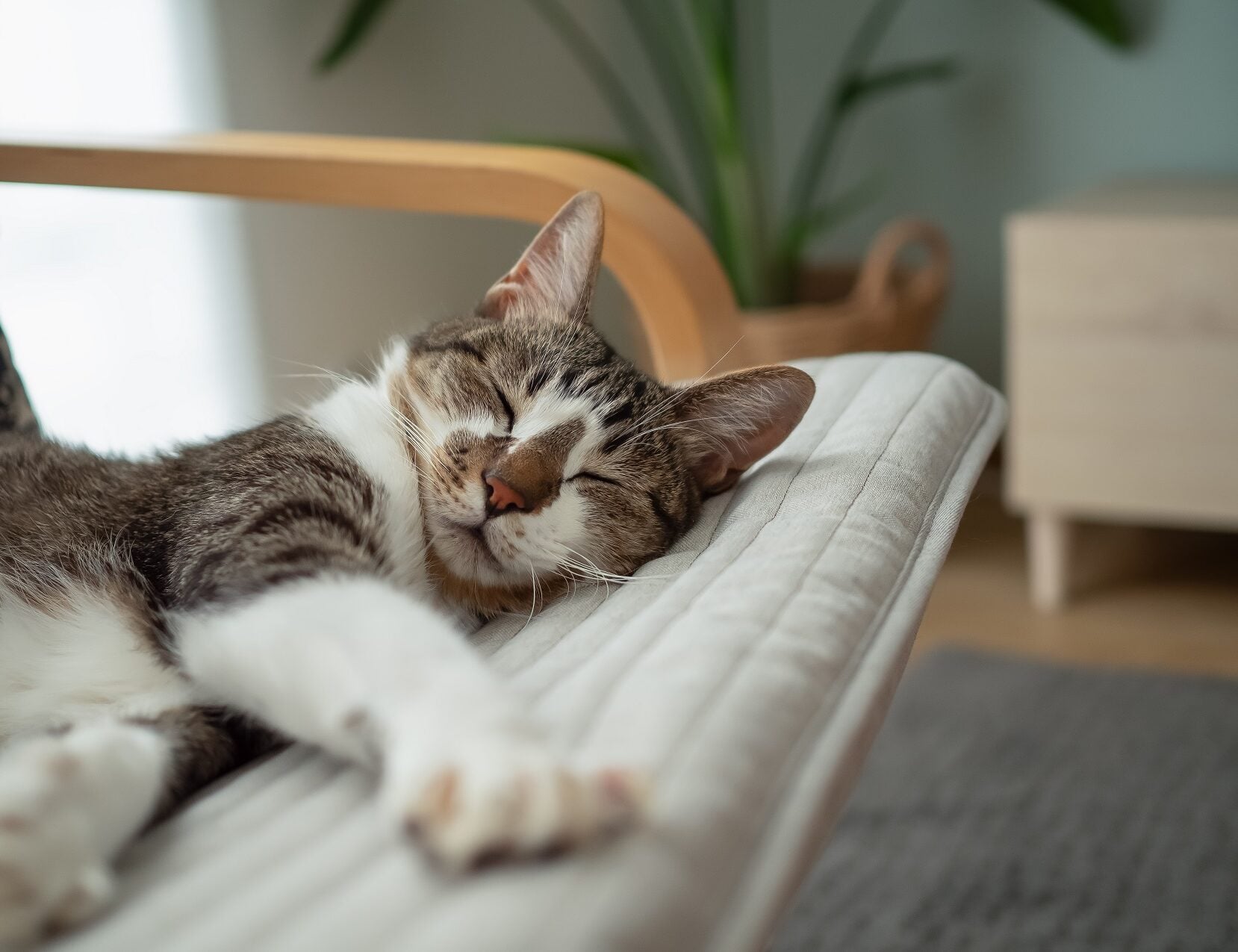 Γιατί οι περισσότερες γάτες κοιμούνται στην αριστερή τους πλευρά; Οι απαντήσεις που δεν φανταζόμαστε