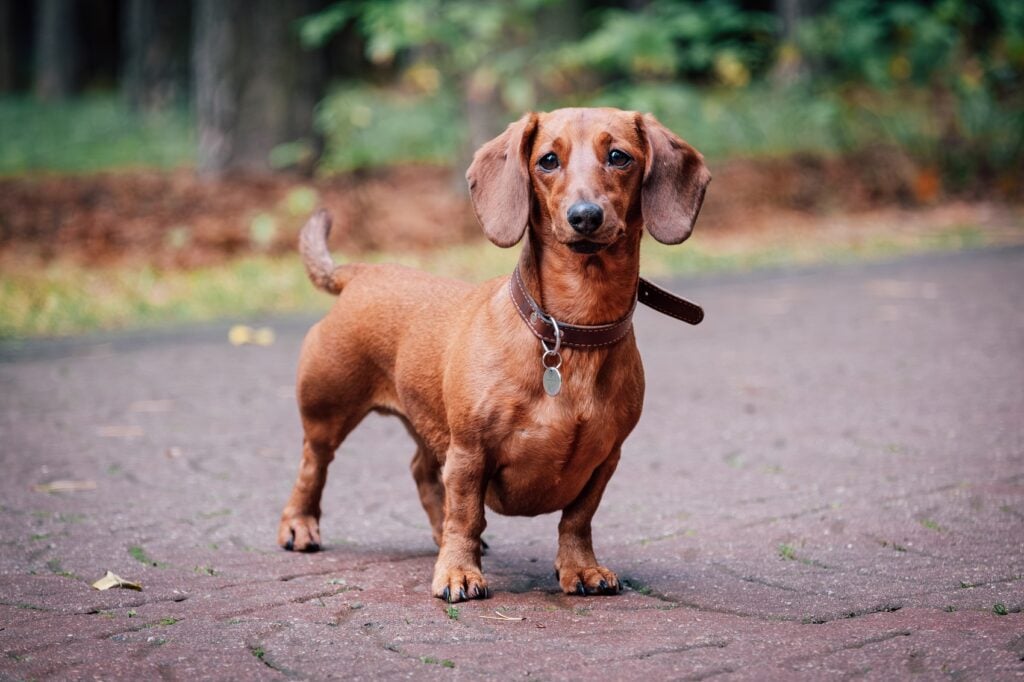Δείτε τους 4 τρόπους που αντιδρούν οι σκύλοι όταν φοβούνται