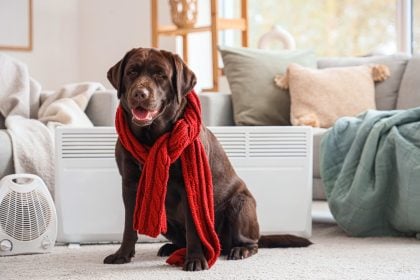 To λάθος που κάνουμε τον χειμώνα με την υγεία του σκύλου μας