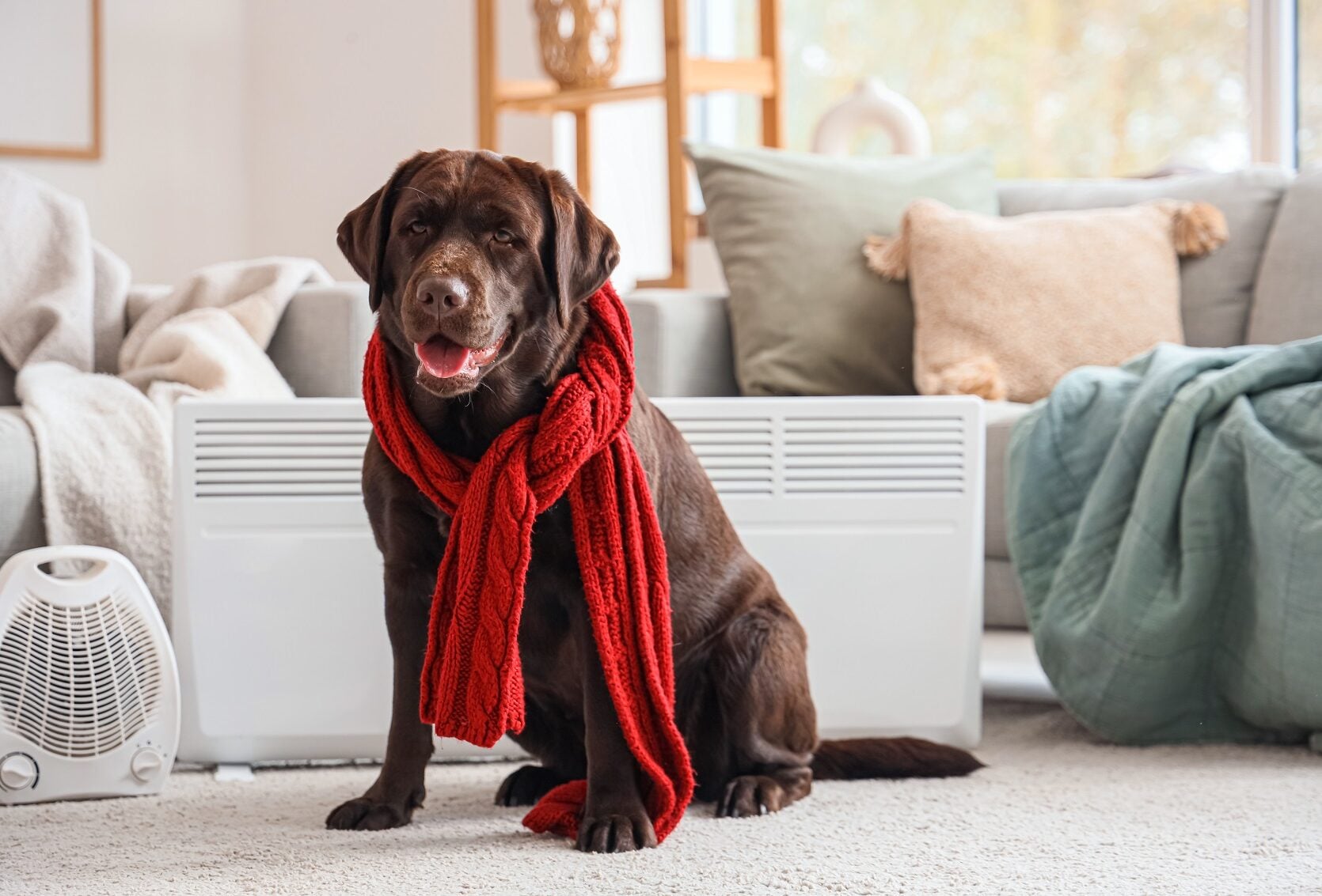 To λάθος που κάνουμε τον χειμώνα με την υγεία του σκύλου μας