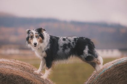 7 τρόποι για να κάνετε τον σκύλο σας πιο έξυπνο και πιο ευτυχισμένο