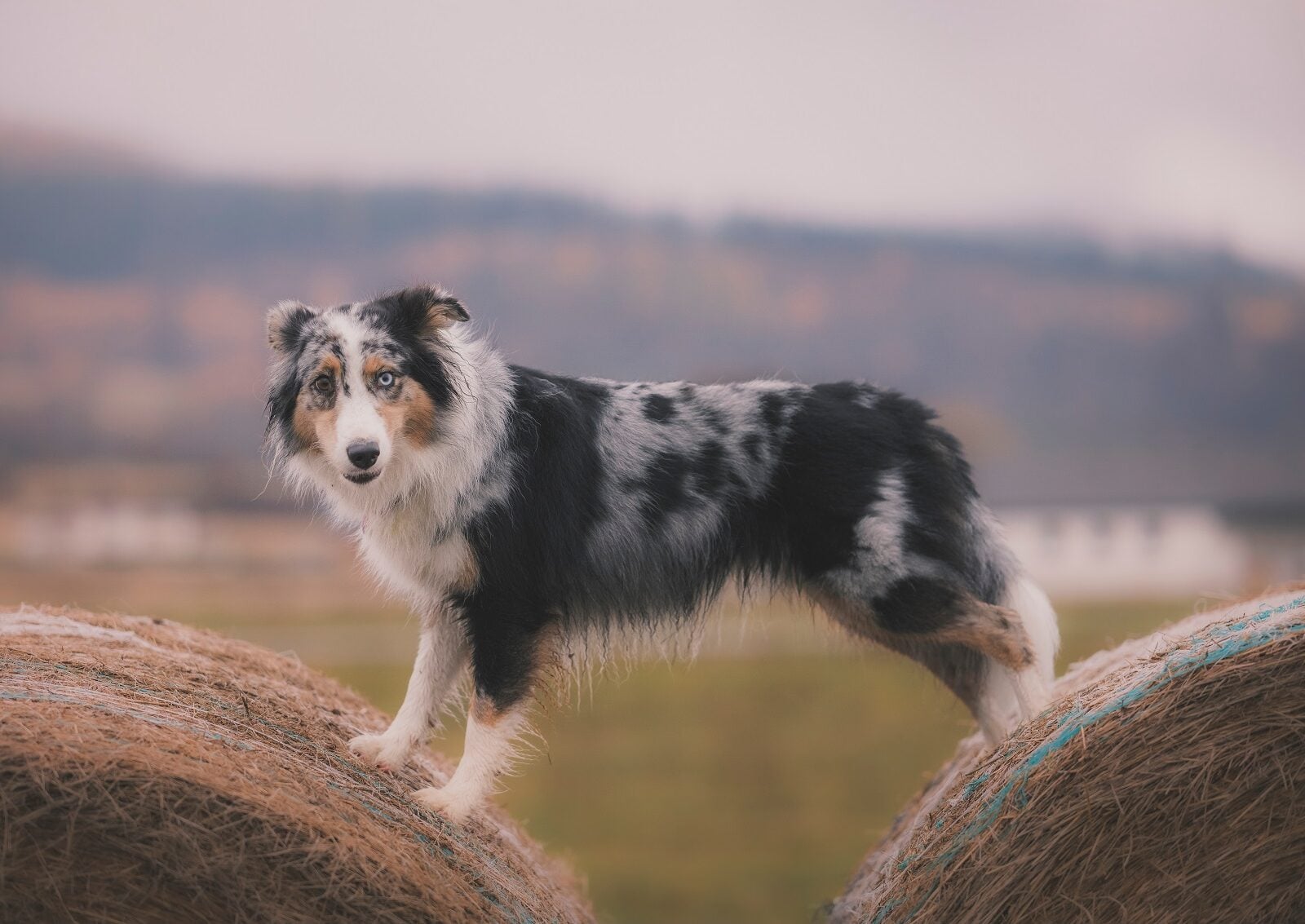 7 τρόποι για να κάνετε τον σκύλο σας πιο έξυπνο και πιο ευτυχισμένο