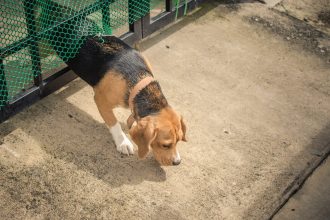 Έχει ο σκύλος σας τάσεις φυγής; Τι πρέπει να κάνετε
