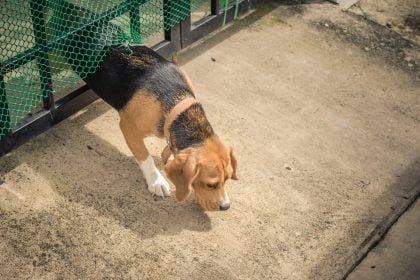 Έχει ο σκύλος σας τάσεις φυγής; Τι πρέπει να κάνετε