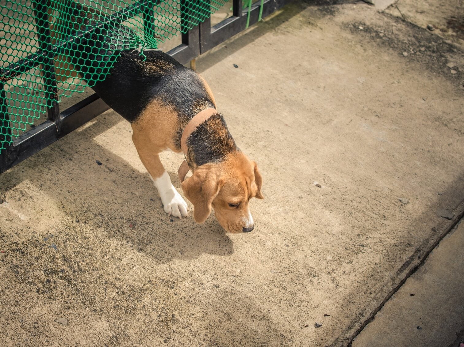 Έχει ο σκύλος σας τάσεις φυγής; Τι πρέπει να κάνετε