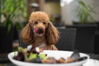 Οι 5 πιο επικίνδυνες τροφές για τους σκύλους