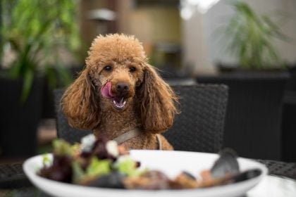Οι 5 πιο επικίνδυνες τροφές για τους σκύλους