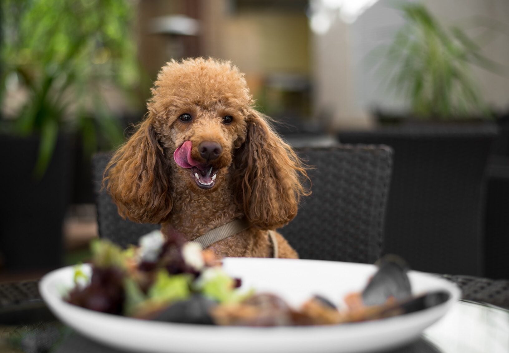 Οι 5 πιο επικίνδυνες τροφές για τους σκύλους