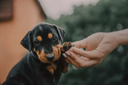 Πώς θα καταλάβετε ότι τα νύχια του σκύλου σας έχουν κάποιο πρόβλημα