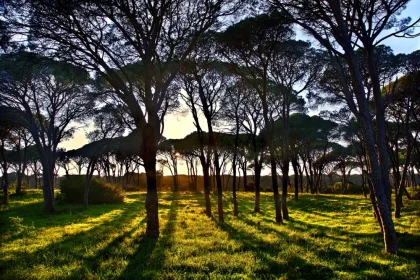 Σοβαρό επεισόδιο στη Στροφυλιά: Έκοβαν δέντρα και επιχείρησαν με αυτοκίνητο να παρασύρουν υπάλληλο