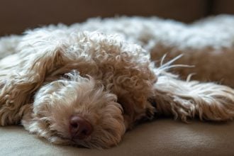 Γιατί μαδάει έντονα ο σκύλος σας- Πώς να το αντιμετωπίσετε