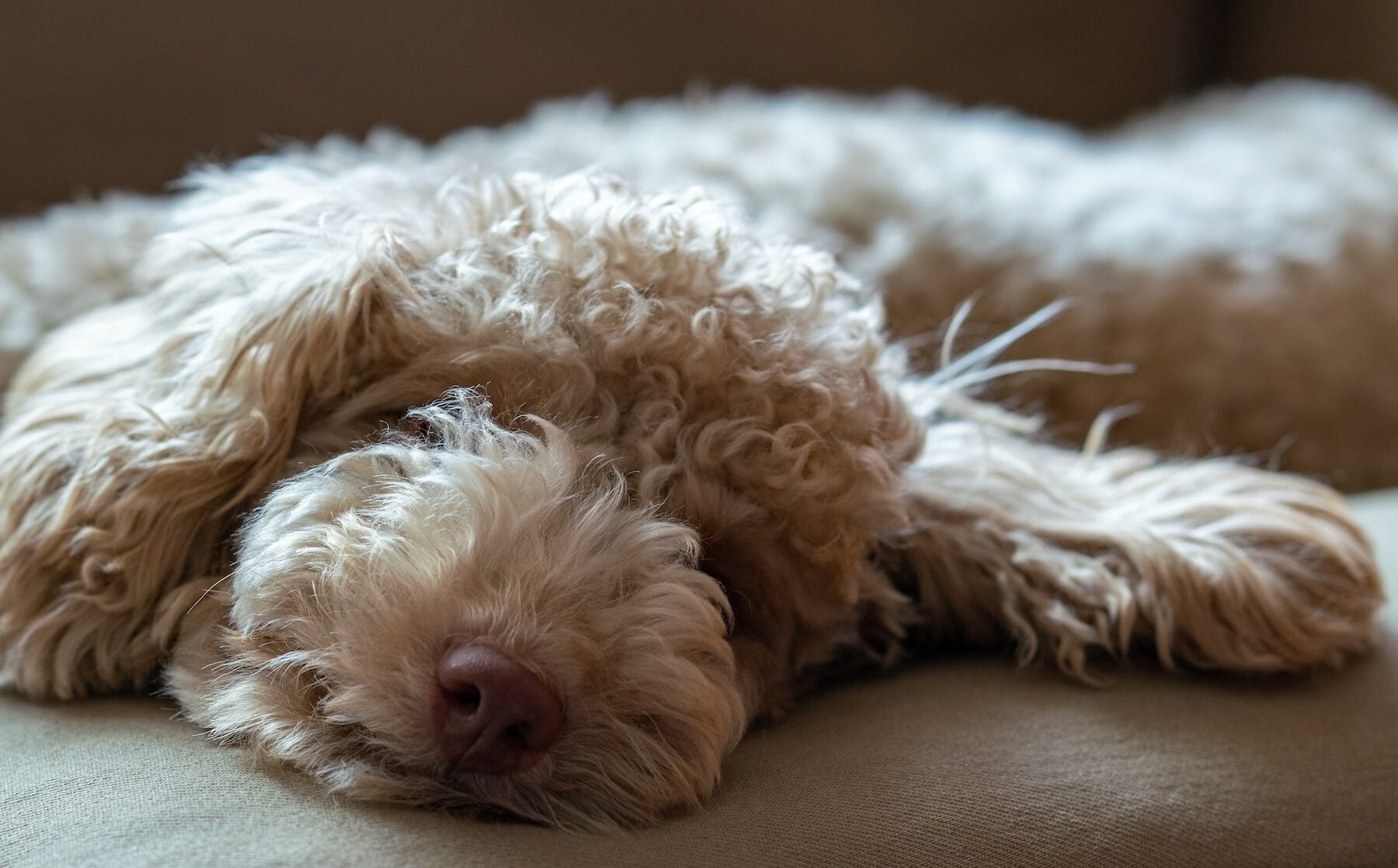 Γιατί μαδάει έντονα ο σκύλος σας- Πώς να το αντιμετωπίσετε