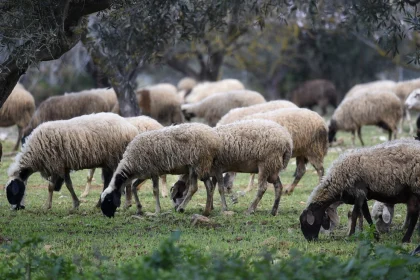 Παρατείνονται έως τις 7 Ιανουαρίου τα προληπτικά μέτρα για την ευλογιά των αιγοπροβάτων στην Κρήτη