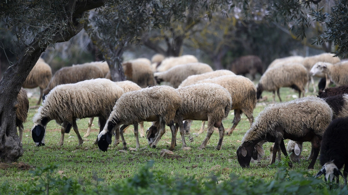 Παρατείνονται έως τις 7 Ιανουαρίου τα προληπτικά μέτρα για την ευλογιά των αιγοπροβάτων στην Κρήτη